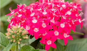 Zum Vergrößern klicken Bildvorschau