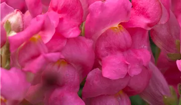 Zum Vergrößern klicken Bildvorschau