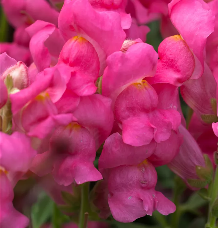 Antirrhinum majus Antirrhinum majus