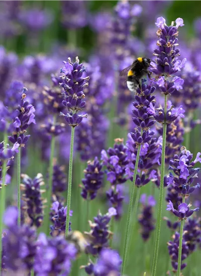 Lavendel Lavendel