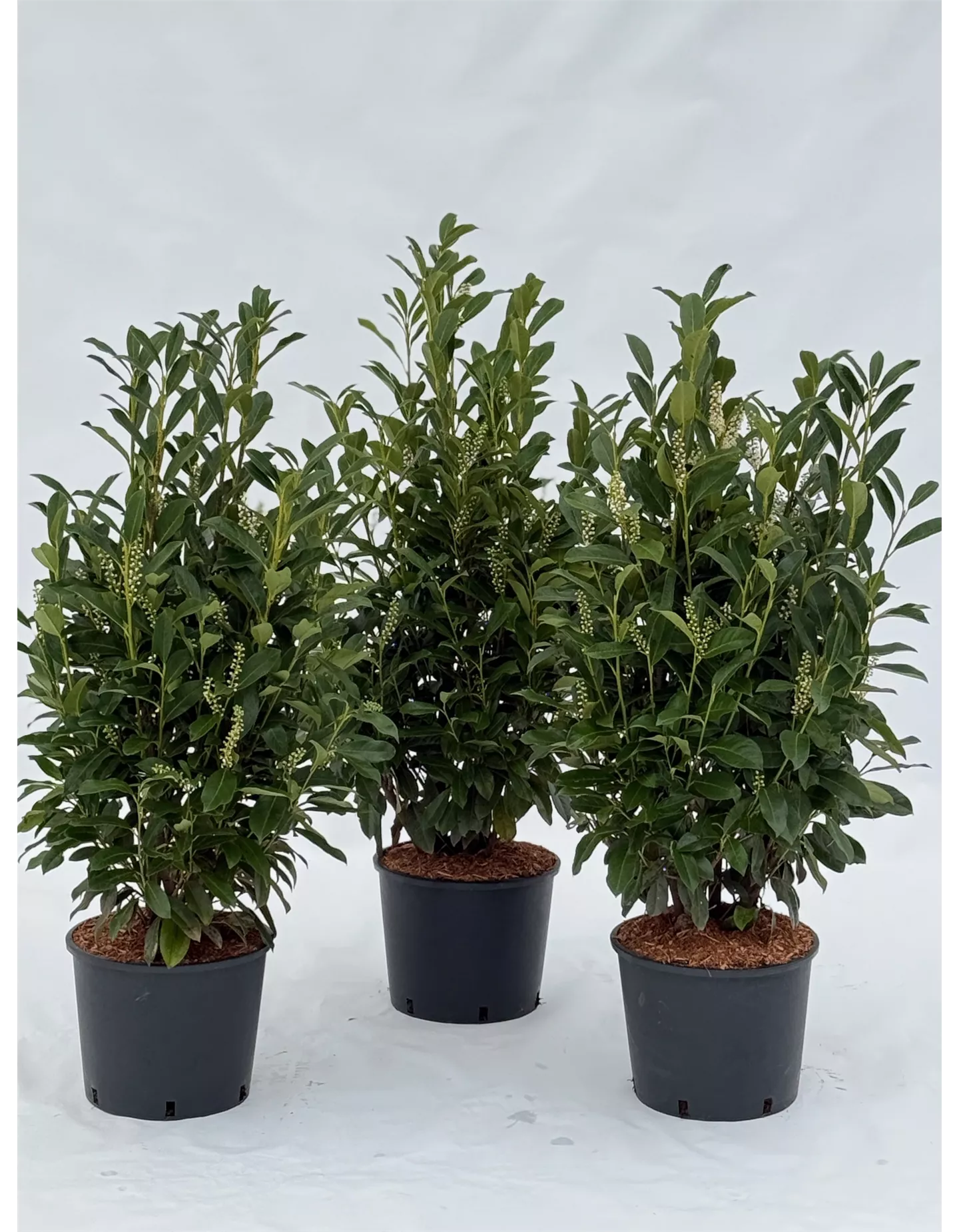 Kirschlorbeer 'Genolia'