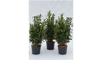 Zum Vergrößern klicken Bildvorschau