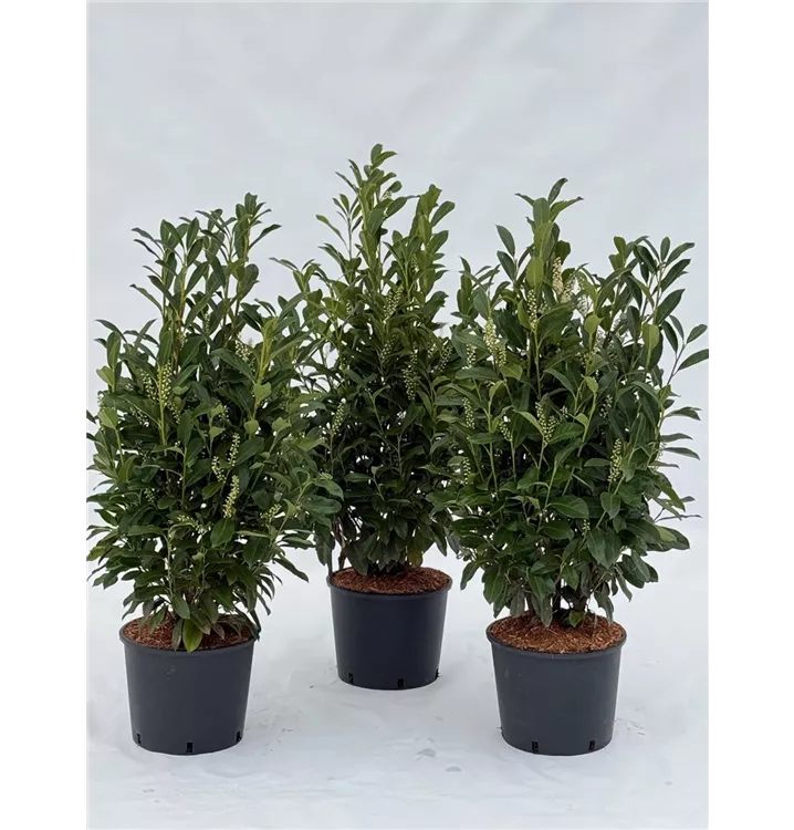 Prunus laur. 'Geniolia' Prunus laur. 'Geniolia'