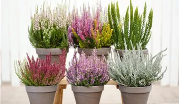 Zum Vergrößern klicken Bildvorschau