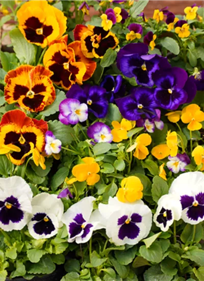 Stiefmütterchen Stiefmütterchen