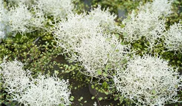 Zum Vergrößern klicken Bildvorschau