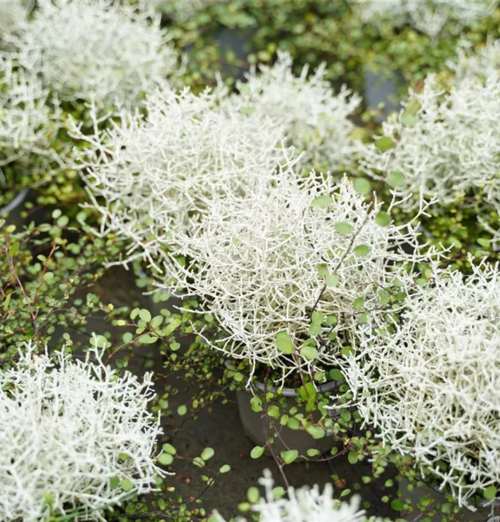 Stacheldraht mit Mühlenbeckia  Stacheldraht mit Mühlenbeckia