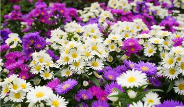 Zum Vergrößern klicken Bildvorschau