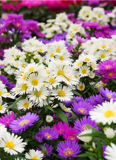 Herbstaster Herbstaster