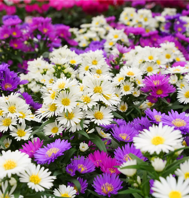 Aster dumosus Aster dumosus