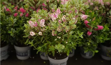 Zum Vergrößern klicken Bildvorschau