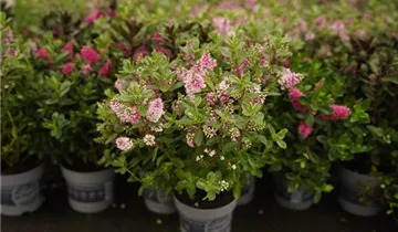 Zum Vergrößern klicken Bildvorschau