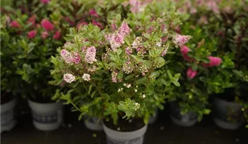 Zum Vergrößern klicken Bildvorschau