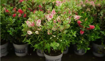 Zum Vergrößern klicken Bildvorschau