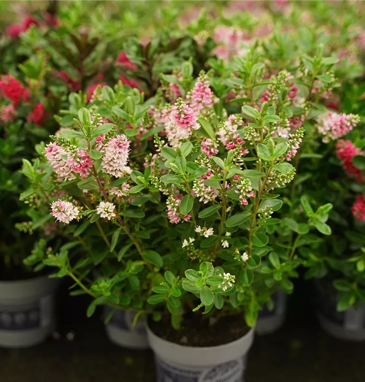 verschiedene Sorten verschiedene Sorten