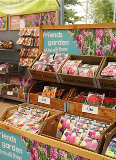 Blumen-Knollen Blumen-Knollen