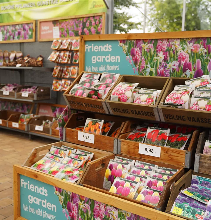 Tulpen, Narzissen, Allium, Muscari Tulpen, Narzissen, Allium, Muscari