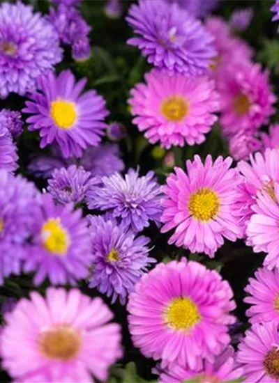 Glattblatt-Aster