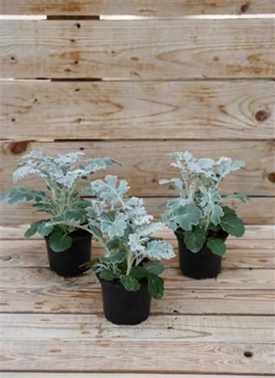 Silberblatt Silberblatt