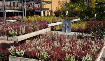 Zum Vergrößern klicken Bildvorschau