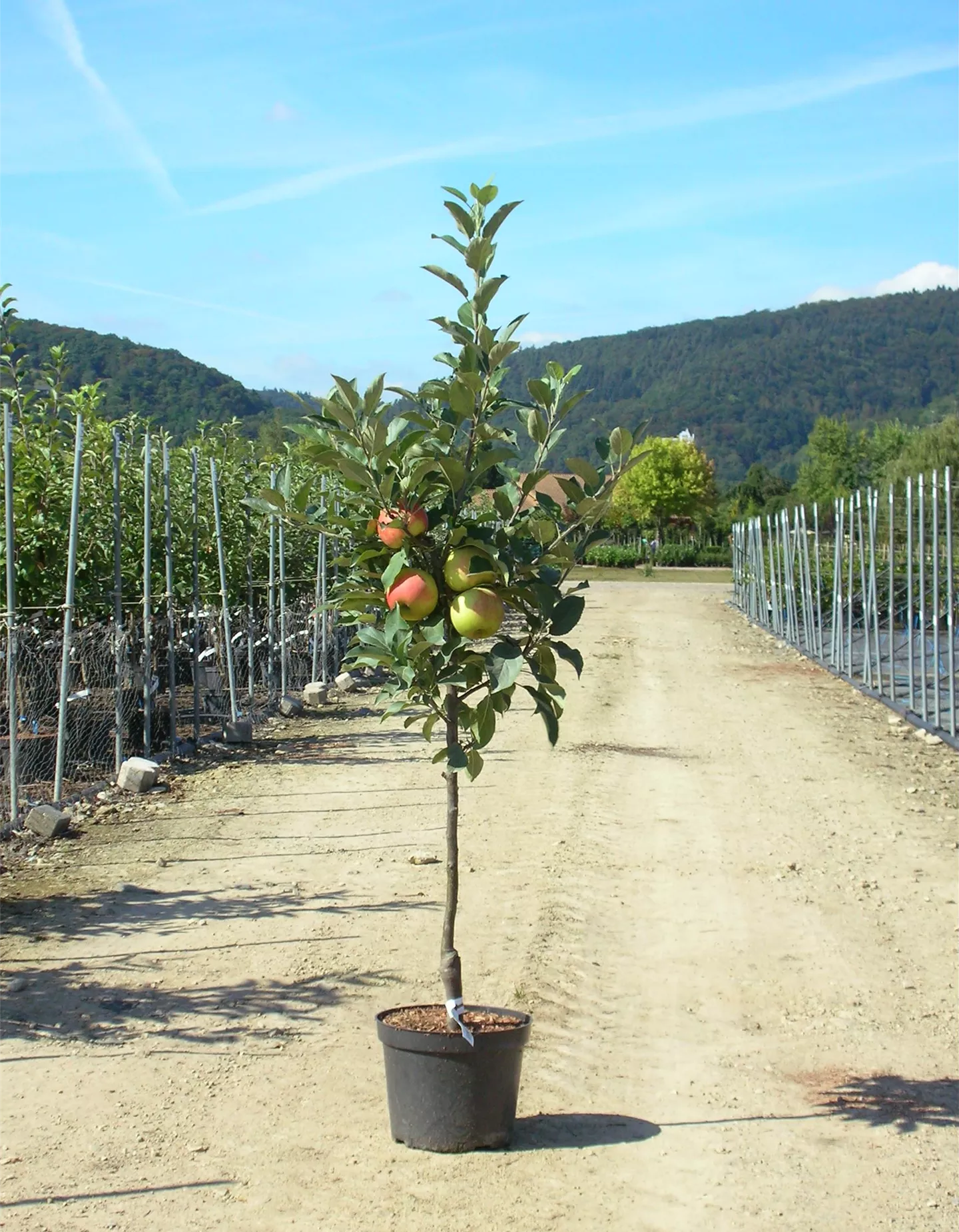 Obstbäume - z.B. Apfel, Kirsche, Birne