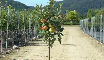 Zum Vergrößern klicken Bildvorschau