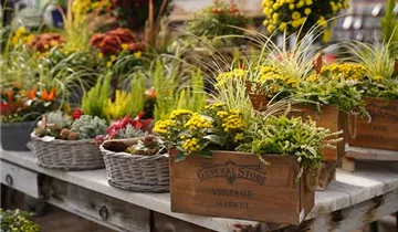 Zum Vergrößern klicken Bildvorschau