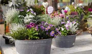 Zum Vergrößern klicken Bildvorschau