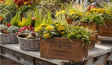 Zum Vergrößern klicken Bildvorschau