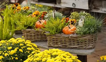 Zum Vergrößern klicken Bildvorschau