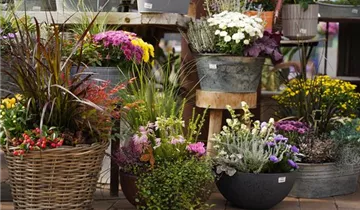 Zum Vergrößern klicken Bildvorschau