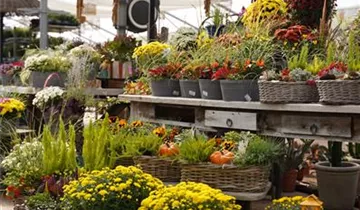 Zum Vergrößern klicken Bildvorschau