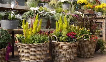 Zum Vergrößern klicken Bildvorschau