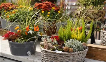 Zum Vergrößern klicken Bildvorschau