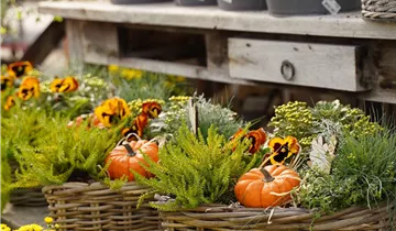 Zum Vergrößern klicken Bildvorschau