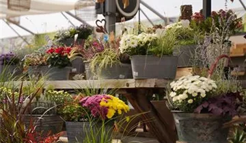 Zum Vergrößern klicken Bildvorschau