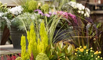 Zum Vergrößern klicken Bildvorschau