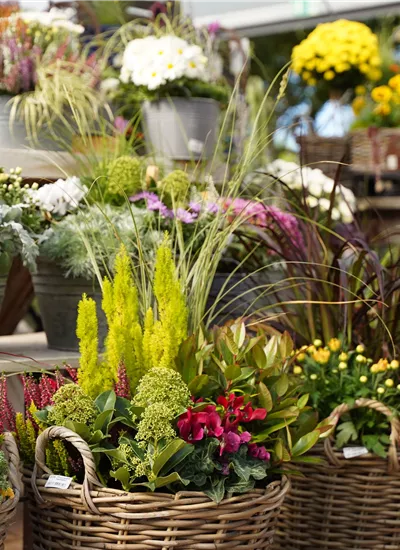 saisonal bepflanzte Gefäße saisonal bepflanzte Gefäße