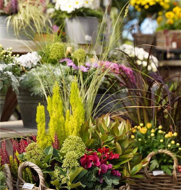 saisonal bepflanzte Gefäße saisonal bepflanzte Gefäße