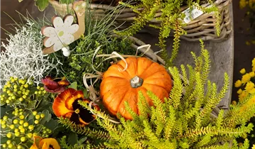 Zum Vergrößern klicken Bildvorschau