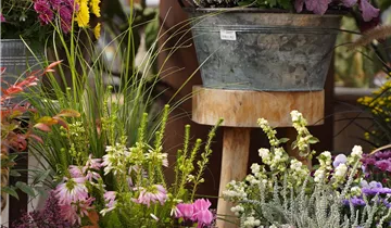 Zum Vergrößern klicken Bildvorschau