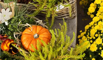 Zum Vergrößern klicken Bildvorschau