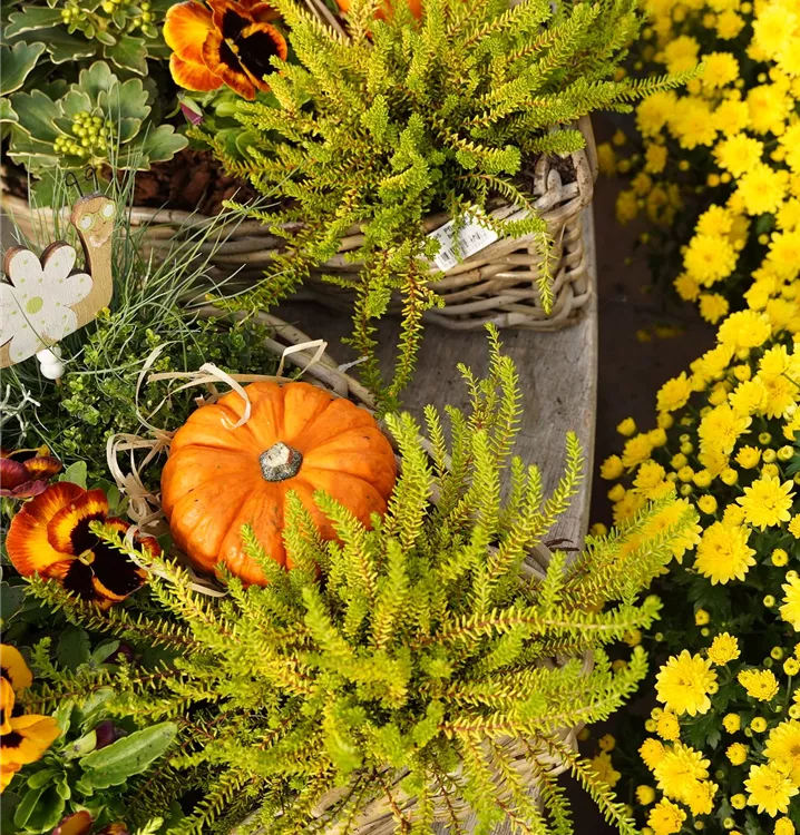 bepflanzt und sehr dekoriert bepflanzt und sehr dekoriert