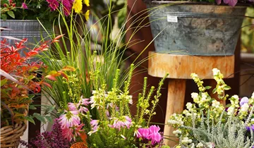 Zum Vergrößern klicken Bildvorschau