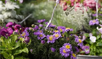 Zum Vergrößern klicken Bildvorschau