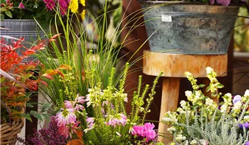 Zum Vergrößern klicken Bildvorschau