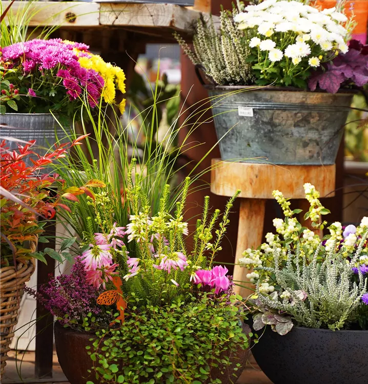 bepflanzte Gefäße bepflanzte Gefäße