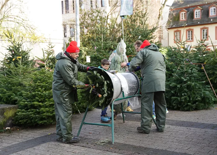 Verkäufer Weihnachtsbäume (m/w/d) Verkäufer Weihnachtsbäume (m/w/d)