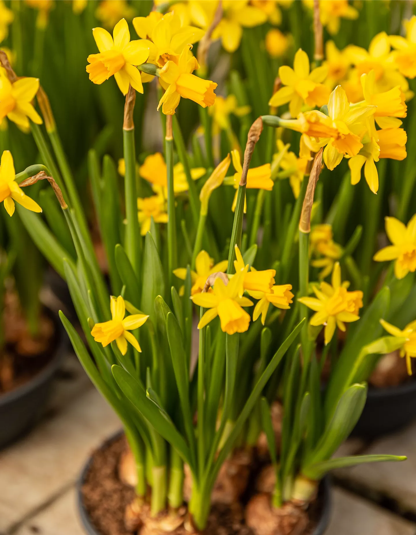 Narzisse Tete a Tete