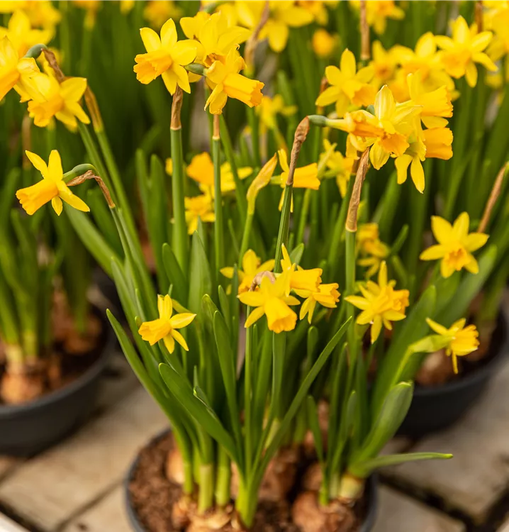 Narzisse 'Tête-à-tête'